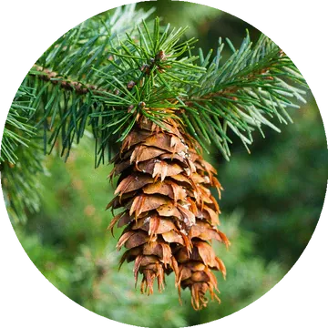 Douglas Fir Essential Oil - Living Libations